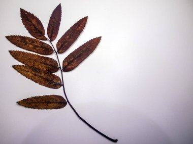 hacimsel doku nesneleri