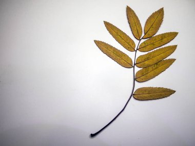 hacimsel doku nesneleri