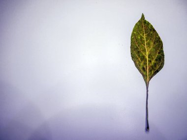 hacimsel doku nesneleri