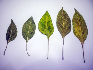 hacimsel doku nesneleri