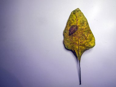 hacimsel doku nesneleri