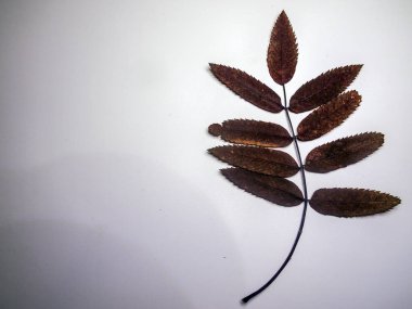 hacimsel doku nesneleri