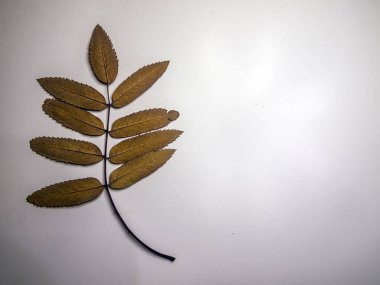 hacimsel doku nesneleri