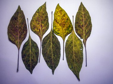 hacimsel doku nesneleri