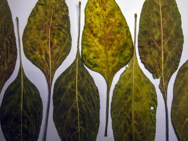 hacimsel doku nesneleri