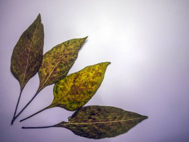 hacimsel doku nesneleri