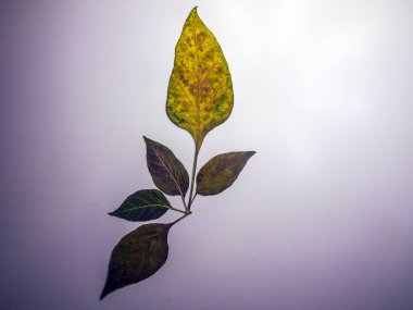 hacimsel doku nesneleri