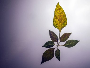 hacimsel doku nesneleri