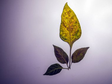 hacimsel doku nesneleri