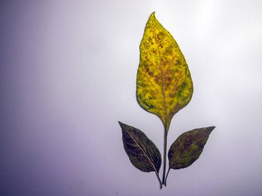 hacimsel doku nesneleri