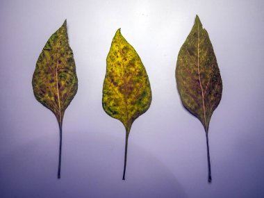 hacimsel doku nesneleri