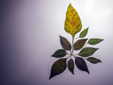 hacimsel doku nesneleri