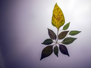 hacimsel doku nesneleri