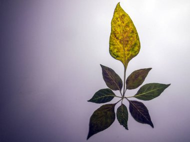 hacimsel doku nesneleri