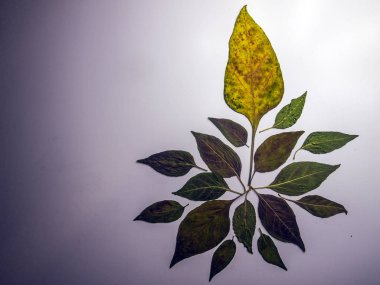 hacimsel doku nesneleri