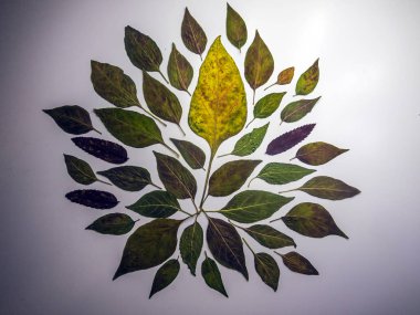 hacimsel doku nesneleri