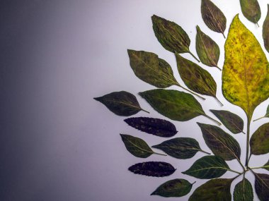 hacimsel doku nesneleri