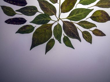 hacimsel doku nesneleri