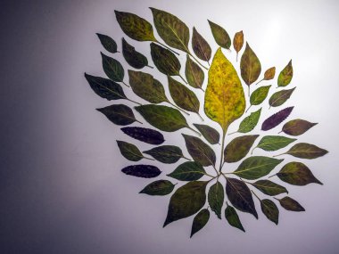 hacimsel doku nesneleri