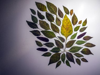 hacimsel doku nesneleri