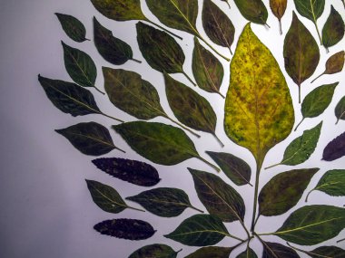 hacimsel doku nesneleri