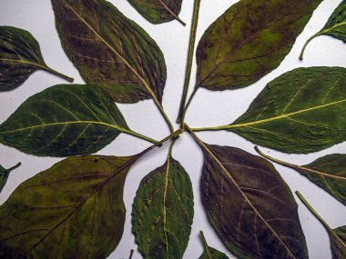 hacimsel doku nesneleri