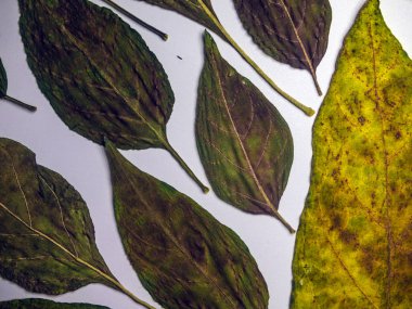 hacimsel doku nesneleri