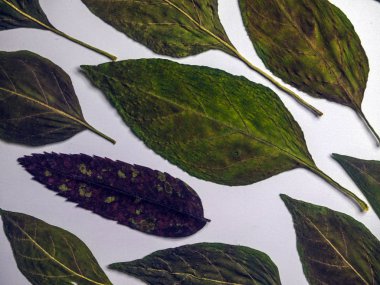 hacimsel doku nesneleri