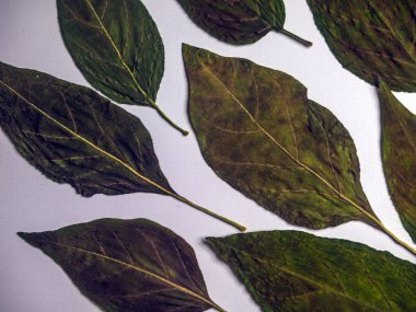 hacimsel doku nesneleri