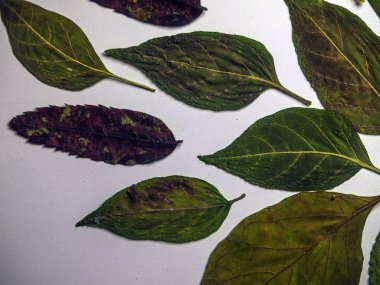 hacimsel doku nesneleri