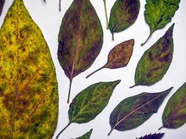 hacimsel doku nesneleri