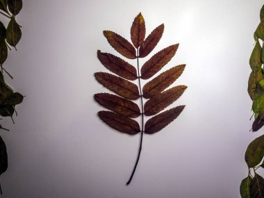 hacimsel doku nesneleri