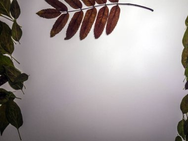 hacimsel doku nesneleri