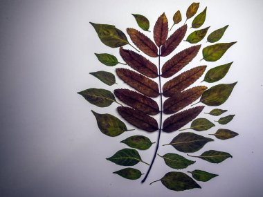 hacimsel doku nesneleri