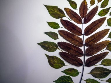 hacimsel doku nesneleri