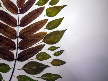 hacimsel doku nesneleri