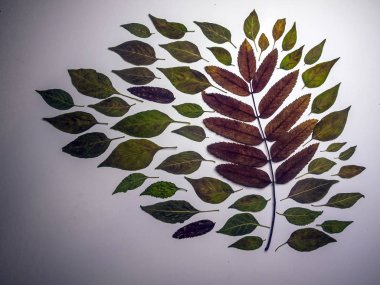 hacimsel doku nesneleri