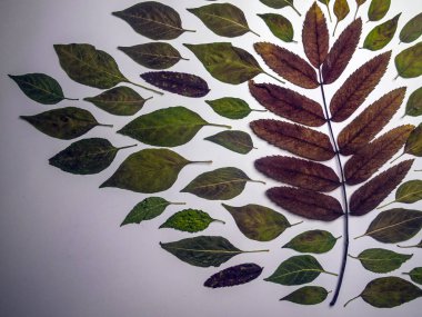 hacimsel doku nesneleri