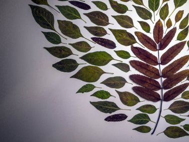 hacimsel doku nesneleri