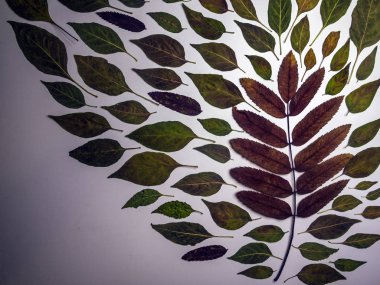 hacimsel doku nesneleri