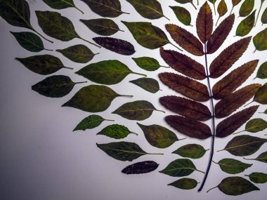 hacimsel doku nesneleri