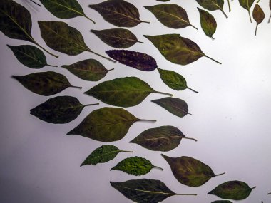 hacimsel doku nesneleri