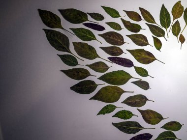 hacimsel doku nesneleri