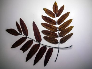 hacimsel doku nesneleri