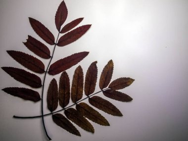 hacimsel doku nesneleri