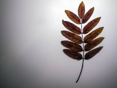 hacimsel doku nesneleri