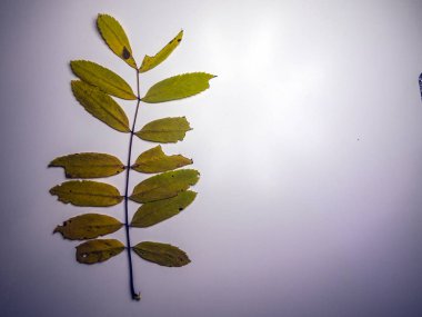 hacimsel doku nesneleri