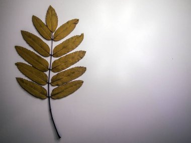 hacimsel doku nesneleri