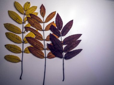 hacimsel doku nesneleri