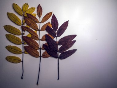 hacimsel doku nesneleri